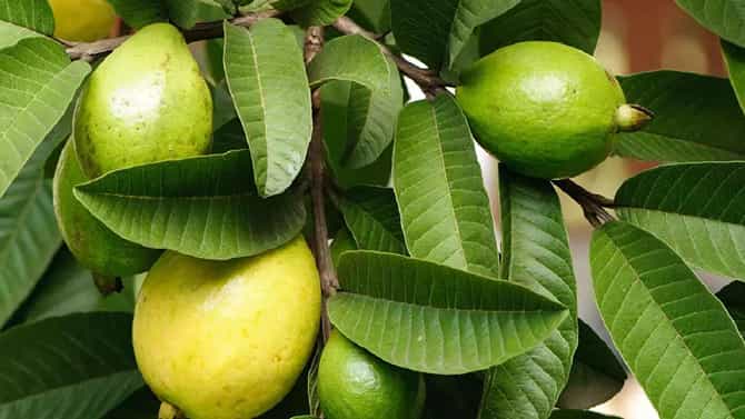 ಔಷಧಿಗಳ ಸೇವಿಸದೆ ರಕ್ತದಲ್ಲಿನ ಸಕ್ಕರೆ ಮಟ್ಟ ನಿಯಂತ್ರಿಸುವ ಸುಲಭ ವಿಧಾನ
