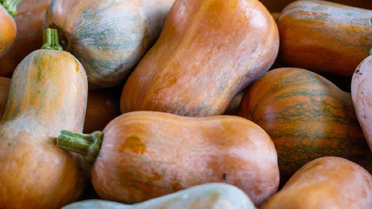 ಹನಿನಟ್ ಸ್ಕ್ವಾಷ್ ಬಗ್ಗೆ ನಿಮಗೆಷ್ಟು ಗೊತ್ತು? ದೇಹಕ್ಕೆ ಅದರ ಪ್ರಯೋಜನಗಳೇನು