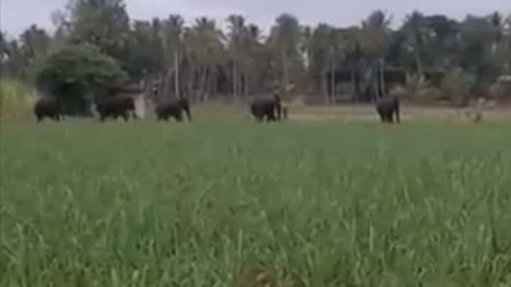 Video: ಕಾಡಿನಿಂದ ನಾಡಿಗೆ ಲಗ್ಗೆ ಇಟ್ಟ 5 ಕಾಡಾನೆಗಳು: ಕಬ್ಬು ಸೇರಿ ವಿವಿಧ ಬೆಳೆಗಳು ನಾಶ Video: ಕಾಡಿನಿಂದ ನಾಡಿಗೆ ಲಗ್ಗೆ ಇಟ್ಟ 5 ಕಾಡಾನೆಗಳು: ಕಬ್ಬು ಸೇರಿ ವಿವಿಧ ಬೆಳೆಗಳು ನಾಶ