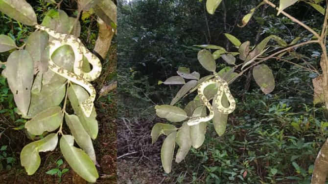 ಕಳಸ: ಅಳಿವಿನಂಚಿನಲ್ಲಿರುವ ಅತ್ಯಂತ ಸುಂದರ ಹಾವು ಪಶ್ಚಿಮ ಘಟ್ಟದಲ್ಲಿ ಪತ್ತೆ