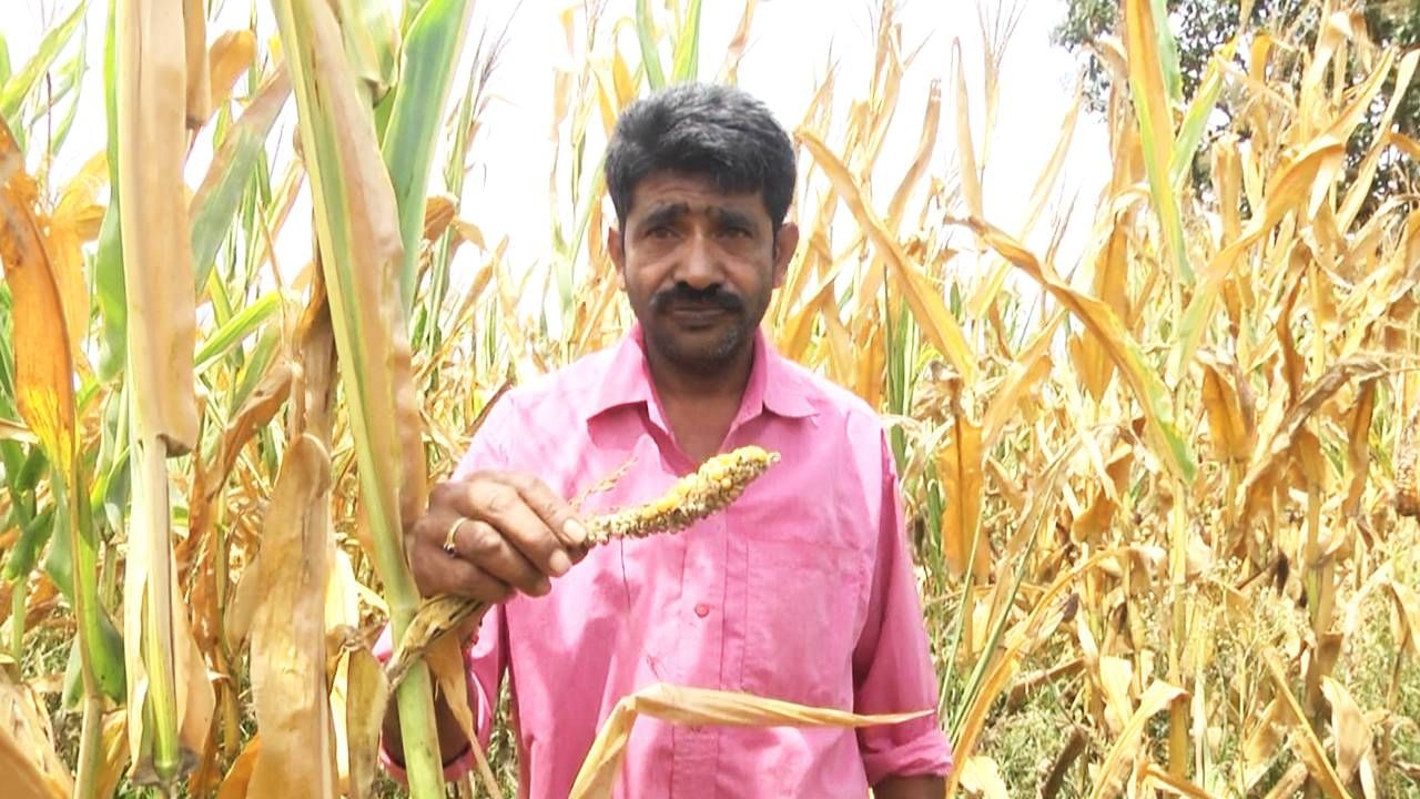 ಮಳೆ ನಂಬಿ ಜೋಳ ಬೆಳೆದ ರೈತರು ಕಂಗಾಲು; ಸೂಕ್ತ ಪರಿಹಾರ ನೀಡುವಂತೆ ಸರ್ಕಾರಕ್ಕೆ ರೈತರ ಮನವಿ