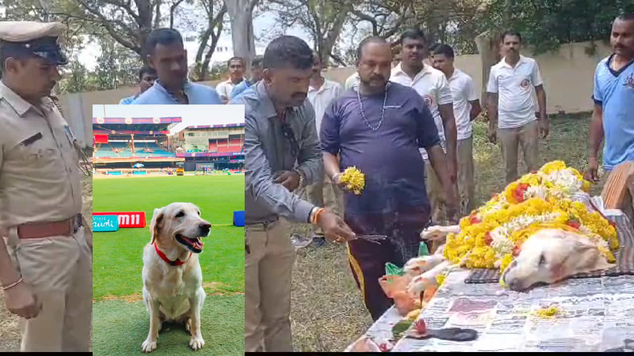 3 ತಿಂಗಳ ಪಪ್ಪಿ ಶಿಸ್ತಿನ ಪೊಲೀಸ್ ಇಲಾಖೆ ಸೇರಿ 8 ವರ್ಷ ಕಾಲ ಗತ್ತುಗಮ್ಮತ್ತಿನಿಂದ ಸೇವೆ ಸಲ್ಲಿಸಿ ಮೃತಪಟ್ಟ ಲೈಕಾ! ಪೊಲೀಸ್ ಶ್ವಾನಗಳ ಜೊತೆ ಒಂದು ವಾಕ್! 3 ತಿಂಗಳ ಪಪ್ಪಿ ಶಿಸ್ತಿನ ಪೊಲೀಸ್ ಇಲಾಖೆ ಸೇರಿ 8 ವರ್ಷ ಕಾಲ ಗತ್ತುಗಮ್ಮತ್ತಿನಿಂದ ಸೇವೆ ಸಲ್ಲಿಸಿ ಮೃತಪಟ್ಟ ಲೈಕಾ! ಪೊಲೀಸ್ ಶ್ವಾನಗಳ ಜೊತೆ ಒಂದು ವಾಕ್!