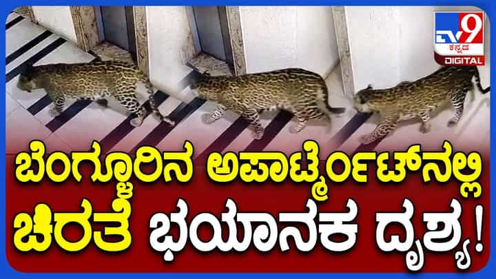 ಬೆಂಗಳೂರು ಬೊಮ್ಮನಹಳ್ಳಿ ಪ್ರದೇಶದಲ್ಲಿ ಅಪಾರ್ಟ್ಮೆಂಟ್ವೊಂದಕ್ಕೆ ನುಗ್ಗಿದ ಚಿರತೆ, ನಿವಾಸಿಗಳಲ್ಲಿ ತೀವ್ರ ಆತಂಕ ಬೆಂಗಳೂರು ಬೊಮ್ಮನಹಳ್ಳಿ ಪ್ರದೇಶದಲ್ಲಿ ಅಪಾರ್ಟ್ಮೆಂಟ್ವೊಂದಕ್ಕೆ ನುಗ್ಗಿದ ಚಿರತೆ, ನಿವಾಸಿಗಳಲ್ಲಿ ತೀವ್ರ ಆತಂಕ