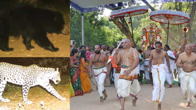 ವಾರಾಂತ್ಯ ತಿರುಪತಿ ಕಡೆ ಹೋಗುವವರು ಹುಷಾರು! ಚಿರತೆ ಕಾಣಿಸಿಕೊಂಡಿದೆ