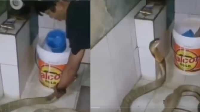 ಕಾಳಿಂಗ ಸರ್ಪಕ್ಕೆ ಸ್ನಾನ ಮಾಡಿಸಿದ ಎಂಟೆದೆ ಭಂಟ
