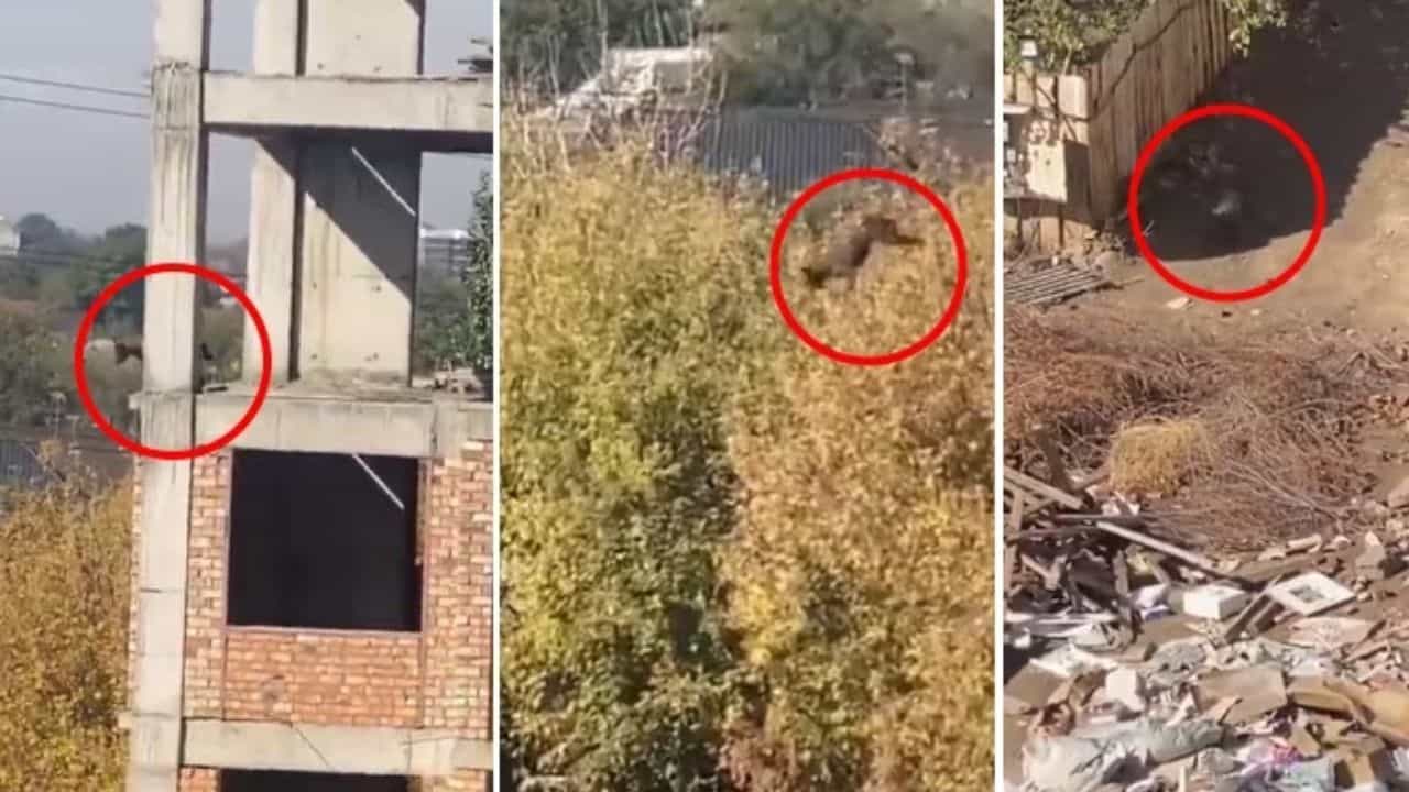 Viral Video: ಐದನೇ ಮಹಡಿಯಿಂದ ಸೂಪರ್ ಮ್ಯಾನ್ನಂತೆ ಜಿಗಿದ ಶ್ವಾನ, ಮುಂದೇನಾಯಿತು? ನೋಡಿ Viral Video: ಐದನೇ ಮಹಡಿಯಿಂದ ಸೂಪರ್ ಮ್ಯಾನ್ನಂತೆ ಜಿಗಿದ ಶ್ವಾನ, ಮುಂದೇನಾಯಿತು? ನೋಡಿ