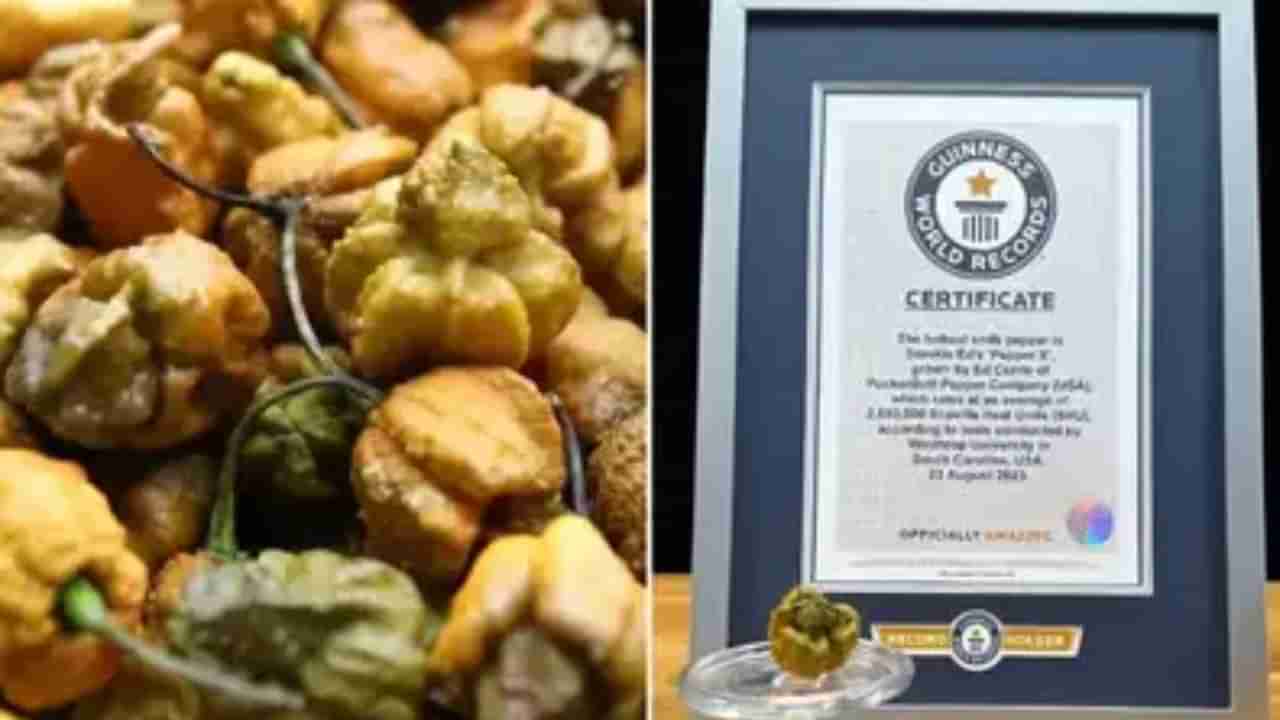 World Hottest Chilli: ಇದು ವಿಶ್ವದ ಅತೀ ಖಾರದ ಮೆಣಸು, ವಿಶ್ವ ದಾಖಲೆ ಸೇರಿದ ಪೆಪ್ಪರ್ ಎಕ್ಸ್