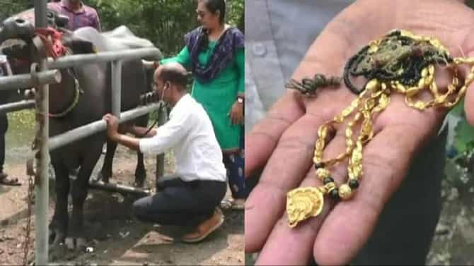 ಒಂದೂವರೆ ಲಕ್ಷದ ಮಾಂಗಲ್ಯ ಸರವನ್ನು ನುಂಗಿದ ಎಮ್ಮೆ, ಆಮೇಲೇನಾಯ್ತು?