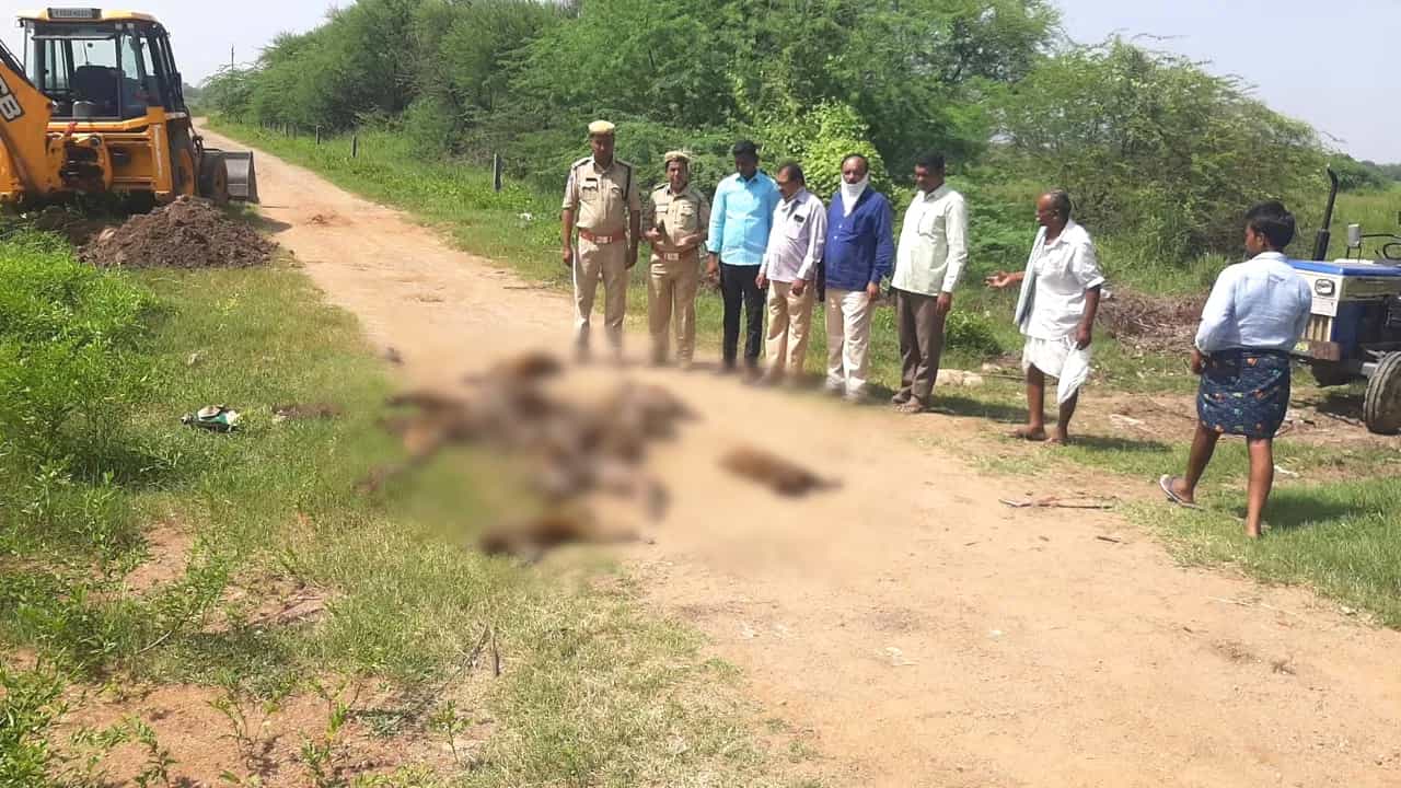 ಕ್ರೂರ-ಅತಿ ದಾರುಣ: ಹತ್ತಾರು ಕೋತಿಗಳಿಗೆ ವಿಷವಿಕ್ಕಿ ಕೊಂದ ಮನುಷ್ಯರು! ಗ್ರಾನೈಟ್ ಬಿಸಿನೆಸ್ ಕಾರಣವಾಯ್ತಾ? ಕ್ರೂರ-ಅತಿ ದಾರುಣ: ಹತ್ತಾರು ಕೋತಿಗಳಿಗೆ ವಿಷವಿಕ್ಕಿ ಕೊಂದ ಮನುಷ್ಯರು! ಗ್ರಾನೈಟ್ ಬಿಸಿನೆಸ್ ಕಾರಣವಾಯ್ತಾ?