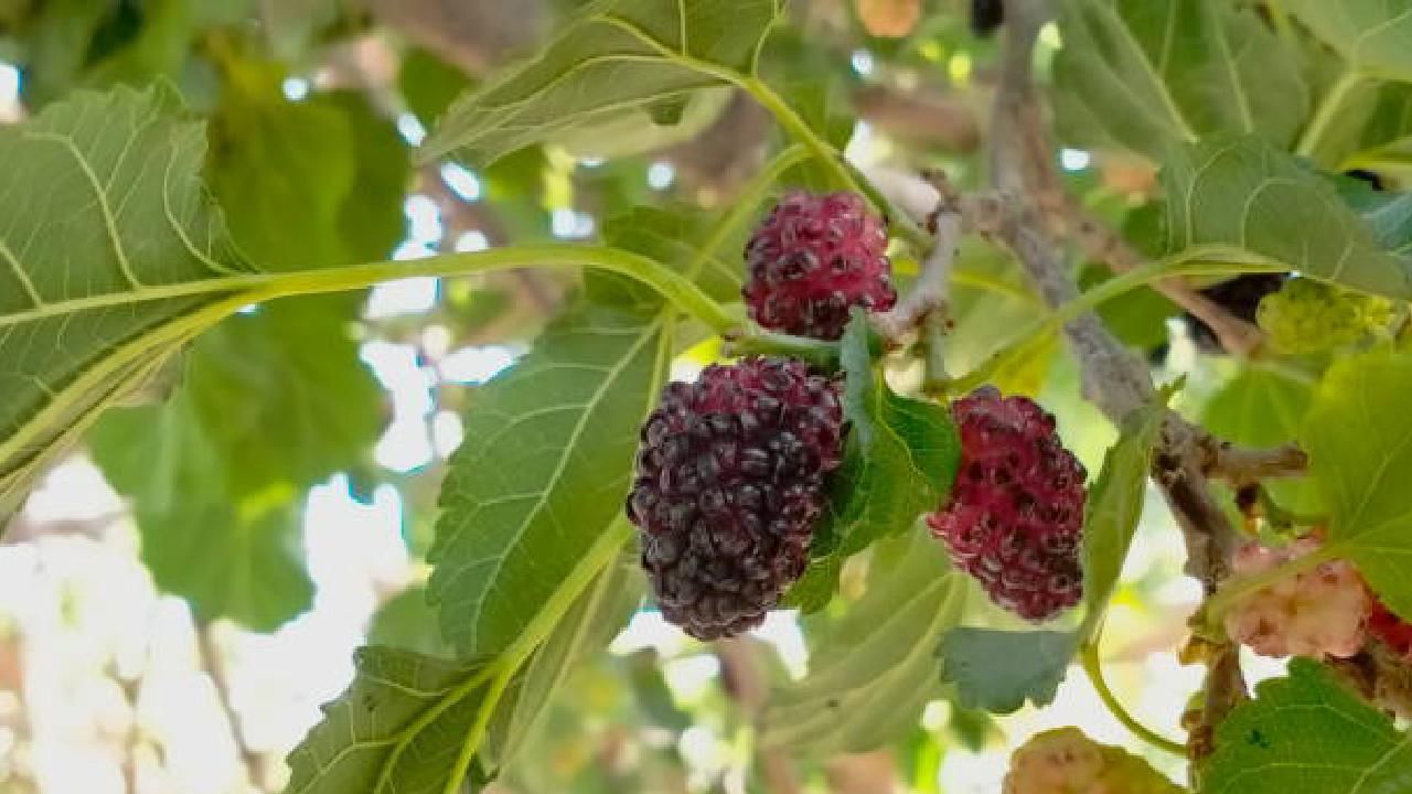 ಹಿಪ್ಪುನೇರಳೆ ಎಲೆಯ ರಸವು ಗಂಟಲಿನ ಸೋಂಕುಗಳು, ಉರಿಯೂತ ಮತ್ತು ಕಿರಿಕಿರಿಯ ಮೇಲೆ ಪ್ರಯೋಜನಕಾರಿ ಪರಿಣಾಮವನ್ನು ಬೀರಬಹುದು.
