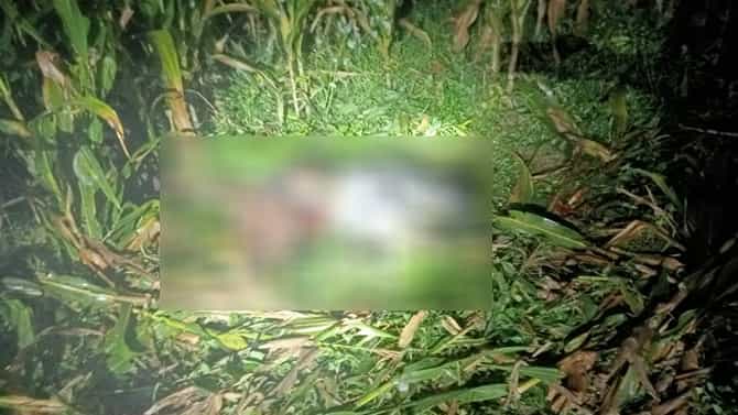 ಮೈಸೂರು: ಬಹಿರ್ದೆಸೆಗೆ ತೆರಳಿದ್ದ ವೇಳೆ ವ್ಯಕ್ತಿ ಮೇಲೆ ಆನೆ ದಾಳಿ