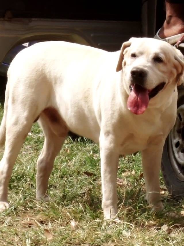 Mysuru Dasara: ಮೈಸೂರಿನ ದಸರಾ ಉತ್ಸವದಲ್ಲಿ ಶ್ವಾನ ಪ್ರದರ್ಶನ