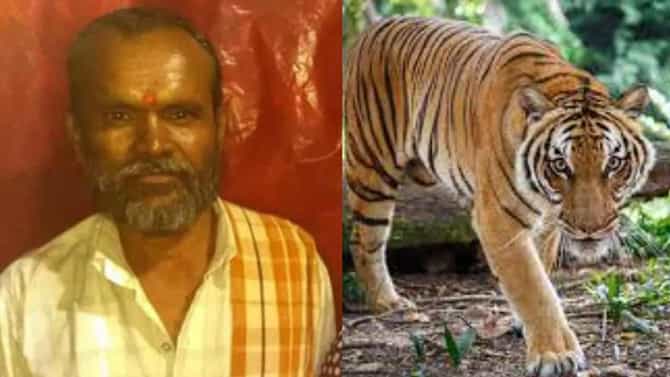 ಮೈಸೂರು: ದನ ಮೇಯಿಸುತ್ತಿದ್ದಾಗಲೇ ಹುಲಿ ದಾಳಿ: ರೈತ ಸ್ಥಳದಲ್ಲೇ ಸಾವು