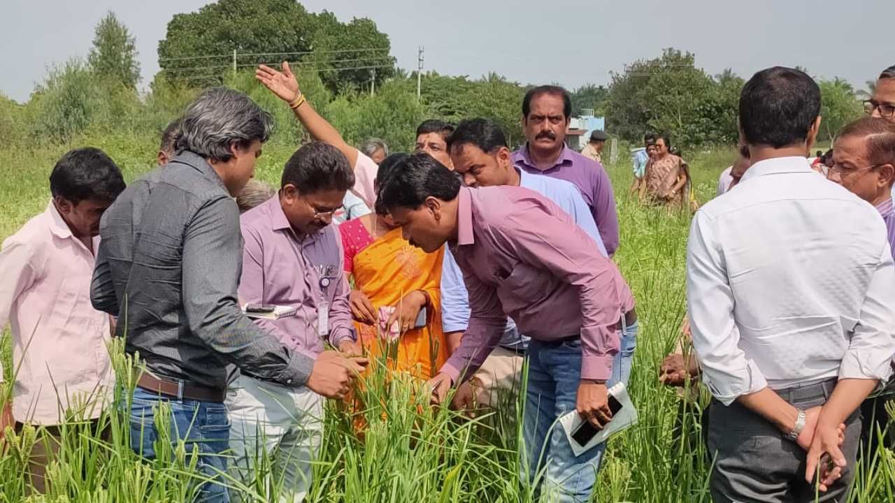 ನೆಲಮಂಗಲದ ಸೀರಗಾನಹಳ್ಳಿ ಹಾಗೂ ಕುಲುವೆನಹಳ್ಳಿಯ ರೈತರ ಜಮೀನಿನಲ್ಲಿ ರಾಗಿ ಬೆಳೆ ಹಾನಿಯನ್ನು ವೀಕ್ಷಿಸಿದ್ದಾರೆ. ಮಳೆ ಇಲ್ಲದೆ ತೆನೆ ಬರದ ರಾಗಿ ಬೆಳೆ ಕುರಿತು ರೈತರು ಅಳಲು ತೋಡಿಕೊಂಡಿದ್ದಾರೆ.