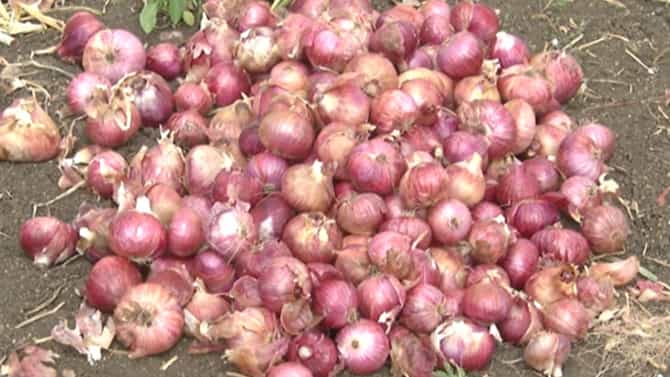 ಗಗನಕ್ಕೇರಿದ ಈರುಳ್ಳಿ ದರ: ಗ್ರಾಹಕರ ಕಣ್ಣಲ್ಲಿ ನೀರು, ಖುಷಿಪಡದ ರೈತಾಪಿ ವರ್ಗ