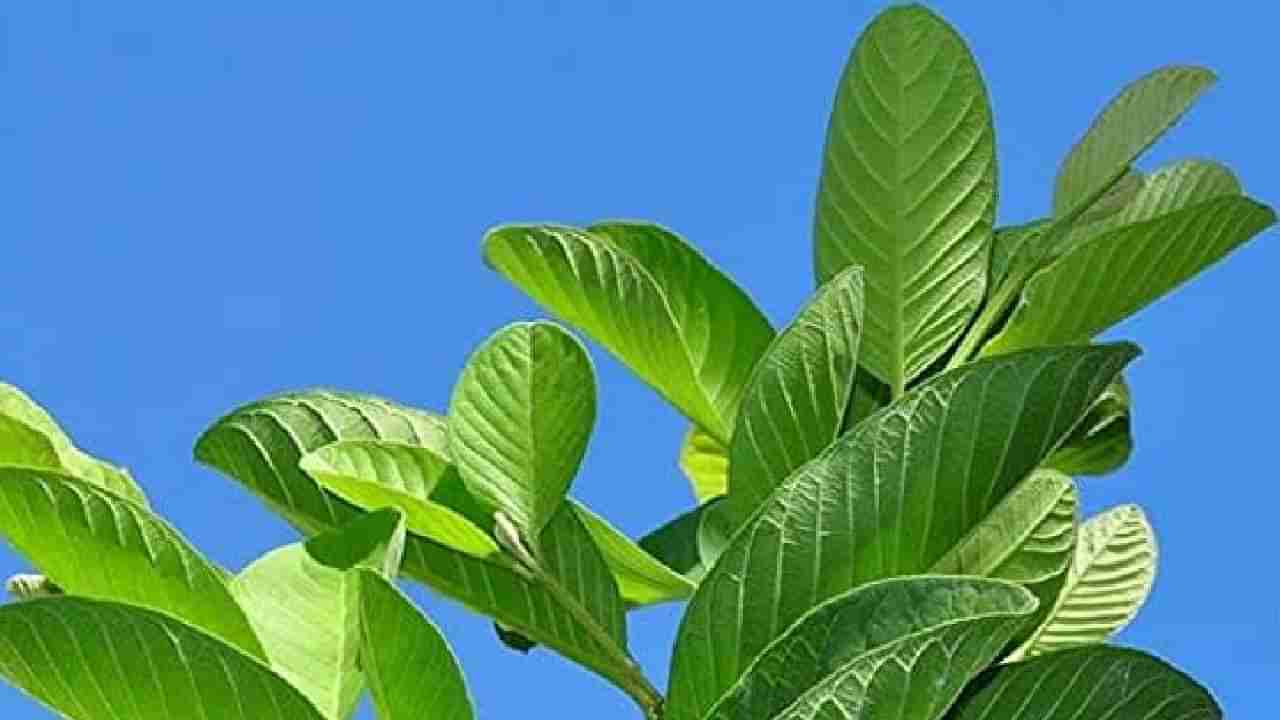 Guava Leaves Benefits: ಪೇರಳೆ ಮಾತ್ರವಲ್ಲದೆ ಅದರ ಎಲೆಗಳೂ ಆರೋಗ್ಯಕ್ಕೆ ಒಳ್ಳೆಯದು