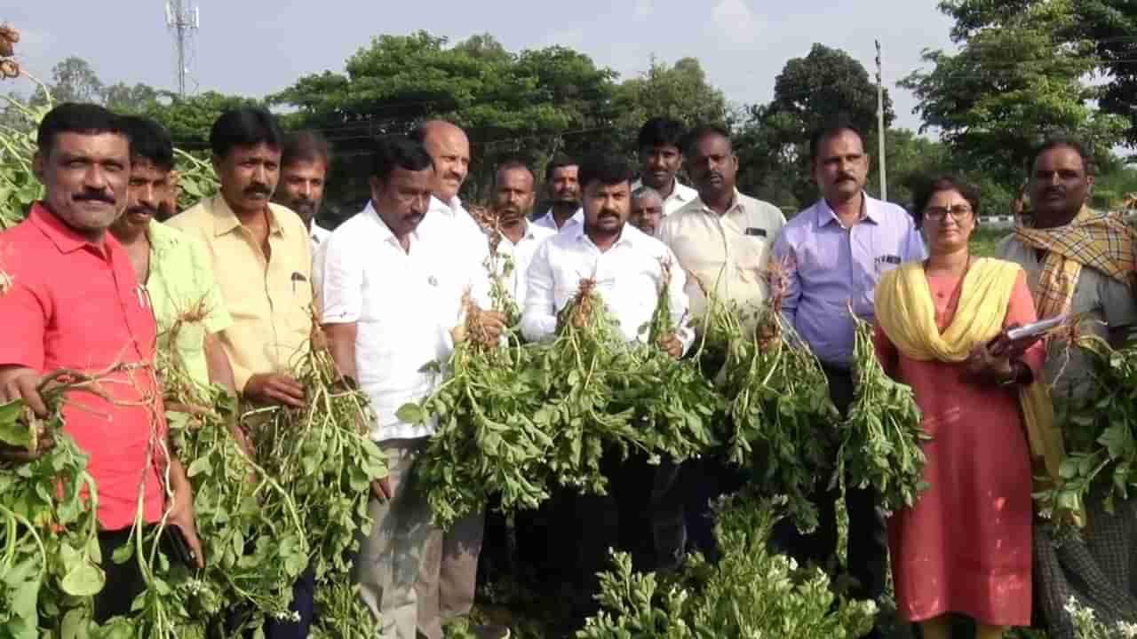 ಕೋಲಾರ ಜಿಲ್ಲೆಯಲ್ಲಿ ಆಲೂಗಡ್ಡೆ ದುರಂತ, ಆಲೂಗಡ್ಡೆ ಬೆಳೆದ ರೈತರಿಗೆ ಕೋಟಿ ಕೋಟಿ ನಷ್ಟ!