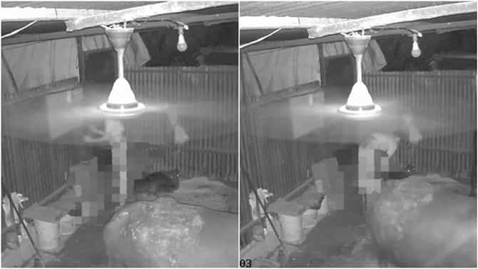 ಎಮ್ಮೆ ಕರು ಮೇಲೆ ಕಾಮುಕನಿಂದ ಅತ್ಯಾಚಾರ; ಸಿಸಿಟಿವಿ ವಿಡಿಯೋ ವೈರಲ್