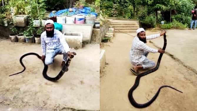 ಅಬ್ಬಾ! ಬೃಹತ್ ಗಾತ್ರದ ಕಾಳಿಂಗ ಸರ್ಪ ನೋಡಿ ಕಂಗಾಲಾದ ಜನ; ಇಲ್ಲಿದೆ ವಿಡಿಯೋ