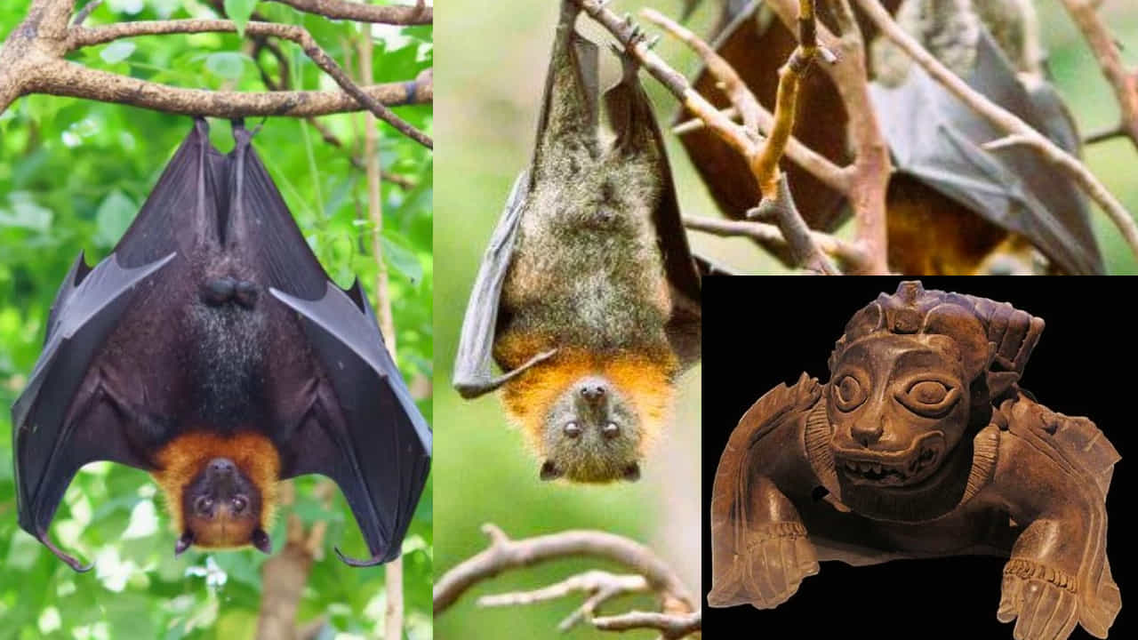 Bat god worship: ಬಾವಲಿಗಳ ಉಲ್ಟಾ ಲೋಕದಲ್ಲಿ... ಅಸಲಿಗೆ ಬಾವಲಿ ಯಾವ ದೇವರ ಸಂಕೇತ, ಏನಿದು ಬಾವಲಿ ಪೂಜೆ? ಎಲ್ಲಿದೆ ಇದರ ಆಚರಣೆ? Bat god worship: ಬಾವಲಿಗಳ ಉಲ್ಟಾ ಲೋಕದಲ್ಲಿ... ಅಸಲಿಗೆ ಬಾವಲಿ ಯಾವ ದೇವರ ಸಂಕೇತ, ಏನಿದು ಬಾವಲಿ ಪೂಜೆ? ಎಲ್ಲಿದೆ ಇದರ ಆಚರಣೆ?