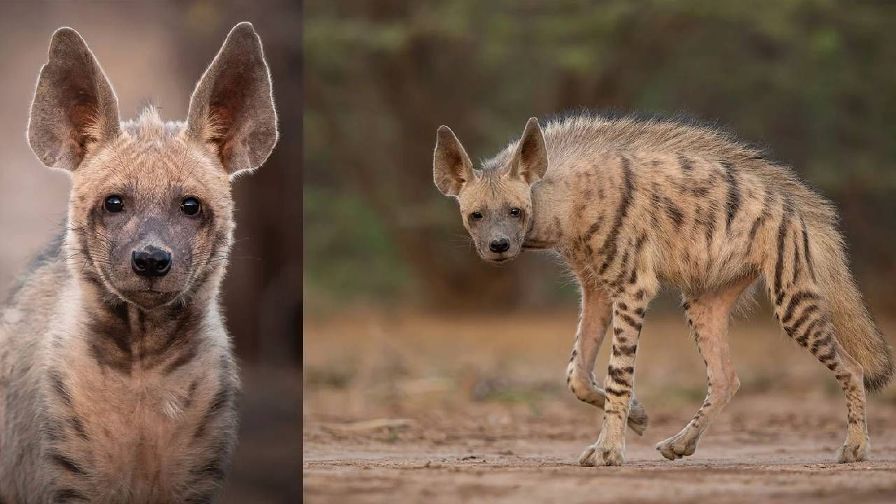 Hyena: ಗದಗಿನ ಗಜೇಂದ್ರಗಡದಲ್ಲಿ ಹೈನಾ ಶವ ಪತ್ತೆ; ರೇಬಿಸ್​ ರೋಗ ಅಂಟಿರುವ ಶಂಕೆ