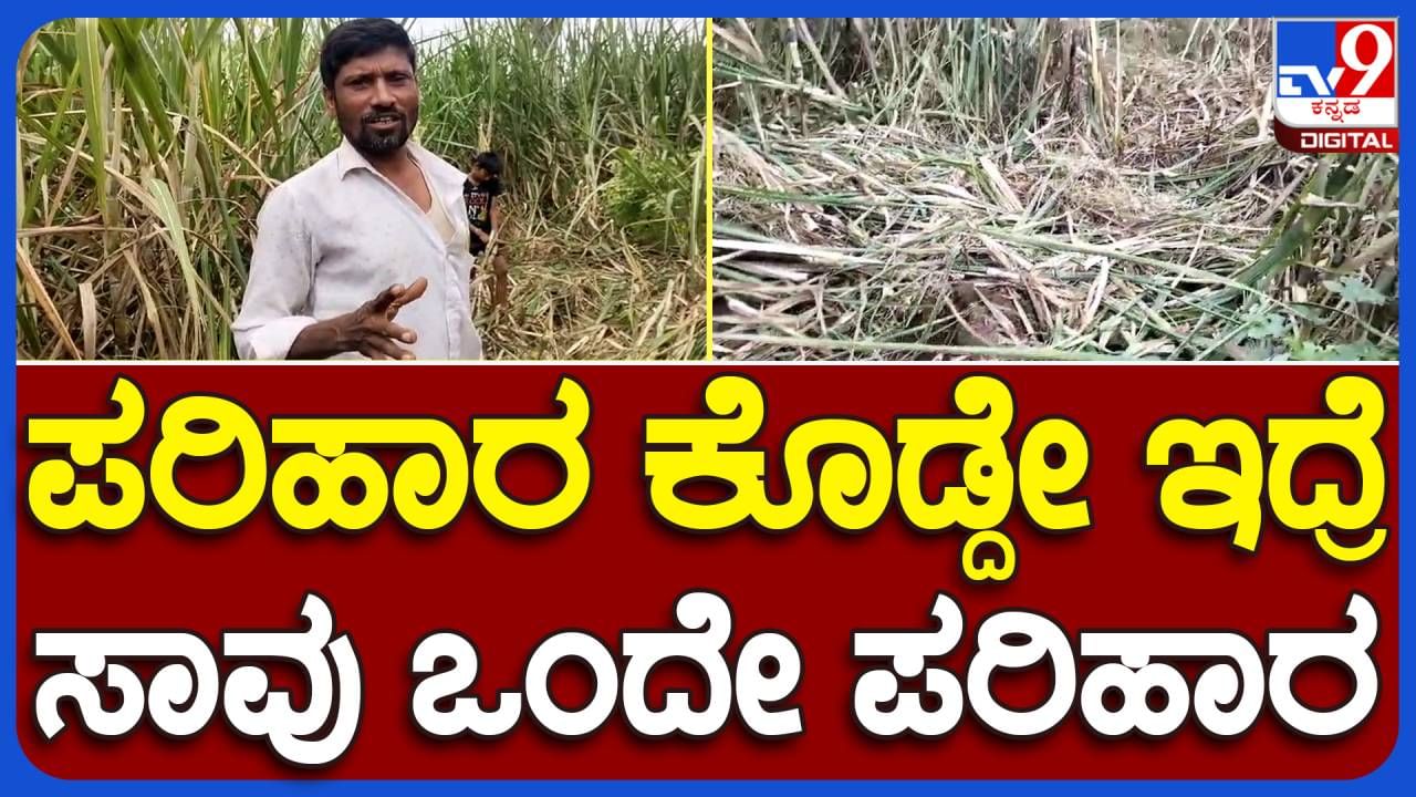 ಮೈಸೂರು: ಕಾಡಾನೆ ದಾಳಿಯಿಂದ ಬೆಳೆದು ನಿಂತು ಕಬ್ಬು ನಾಶ, ಪರಿಹಾರ ಕೇಳುತ್ತಿರುವ ನೊಂದ ರೈತ