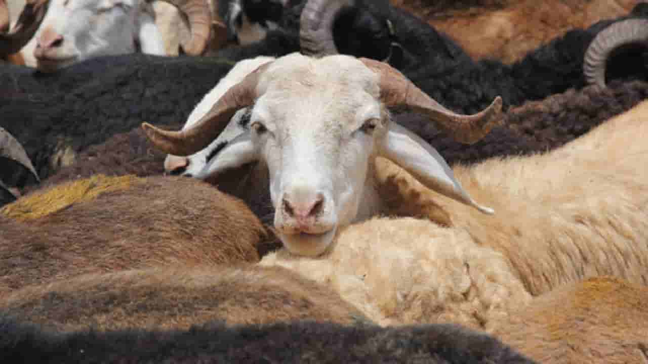 ಹುಬ್ಬಳ್ಳಿ: ದಸರಾ ಆಯುಧಪೂಜೆಗೆ ಕುರಿ, ಮೇಕೆಗಳ ಬೆಲೆಯಲ್ಲಿ ಭಾರಿ ಏರಿಕೆ