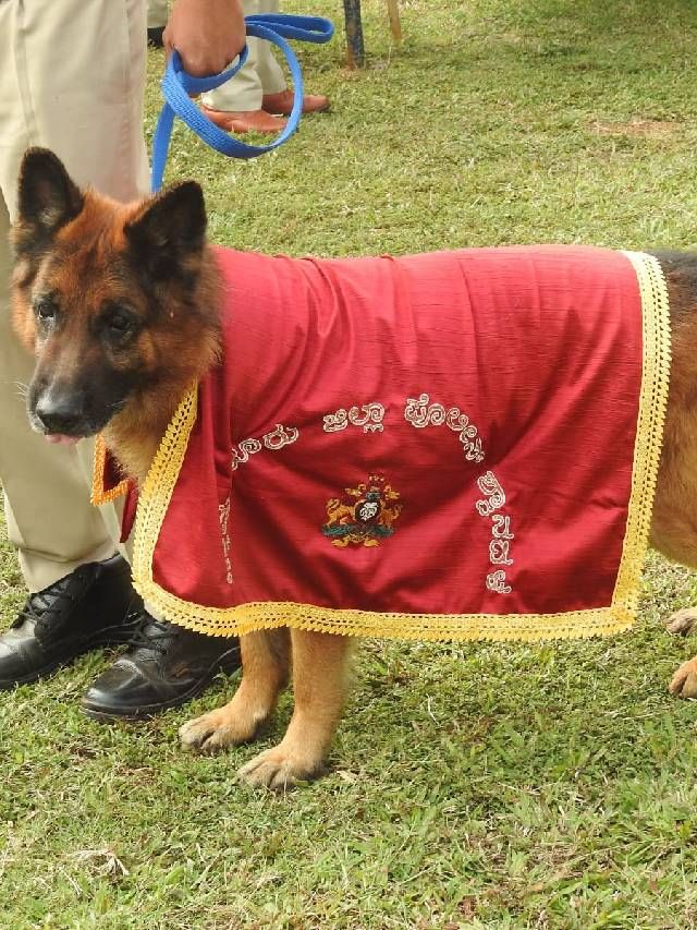 ಅಪರಾಧಿಗಳ ಪಾಲಿಗೆ ಸಿಂಹ ಸ್ವಪ್ನವಾಗಿದ್ದ ಪೊಲೀಸ್ ಶ್ವಾನ ಟಿಪ್ಪುವಿಗೆ ಬೀಳ್ಕೊಡುಗೆ
