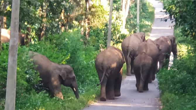 ಕಾಫಿ ಬೆಳೆಗಾರರ ನಿದ್ದೆಗೆಡಿಸಿದ ಗಜಪಡೆ; ಇಲ್ಲಿದೆ ಕಾಡಾನೆಗಳ ಉಪಟಳದ ವಿಡಿಯೋ