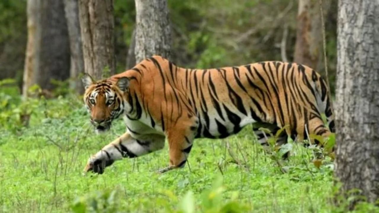 ಕಾಡು ಪ್ರಾಣಿಗಳ ವಸ್ತು ಇಟ್ಟುಕೊಳ್ಳುವ ಬಗ್ಗೆ ವನ್ಯಜೀವಿ ಸಂರಕ್ಷಣಾ ಕಾಯ್ದೆ ಹೇಳುವುದೇನು, ನಿಯಮ ಪಾಲಿಸದಿದ್ದರೆ ಏನೆಲ್ಲಾ ಶಿಕ್ಷೆ? ಕಾಡು ಪ್ರಾಣಿಗಳ ವಸ್ತು ಇಟ್ಟುಕೊಳ್ಳುವ ಬಗ್ಗೆ ವನ್ಯಜೀವಿ ಸಂರಕ್ಷಣಾ ಕಾಯ್ದೆ ಹೇಳುವುದೇನು, ನಿಯಮ ಪಾಲಿಸದಿದ್ದರೆ ಏನೆಲ್ಲಾ ಶಿಕ್ಷೆ?