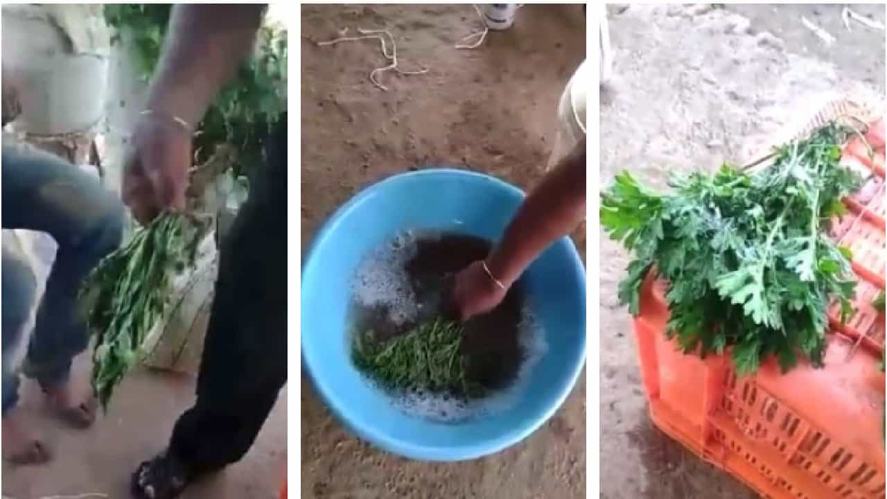 ತರಕಾರಿ ಹಸಿರಾಗಿ, ಫ್ರೆಶ್ ಆಗಿದೆ ಎಂದು ಮೋಸ ಹೋಗಬೇಡಿ; ಈ ವಿಡಿಯೋ ನೋಡಿ ತರಕಾರಿ ಹಸಿರಾಗಿ, ಫ್ರೆಶ್ ಆಗಿದೆ ಎಂದು ಮೋಸ ಹೋಗಬೇಡಿ; ಈ ವಿಡಿಯೋ ನೋಡಿ