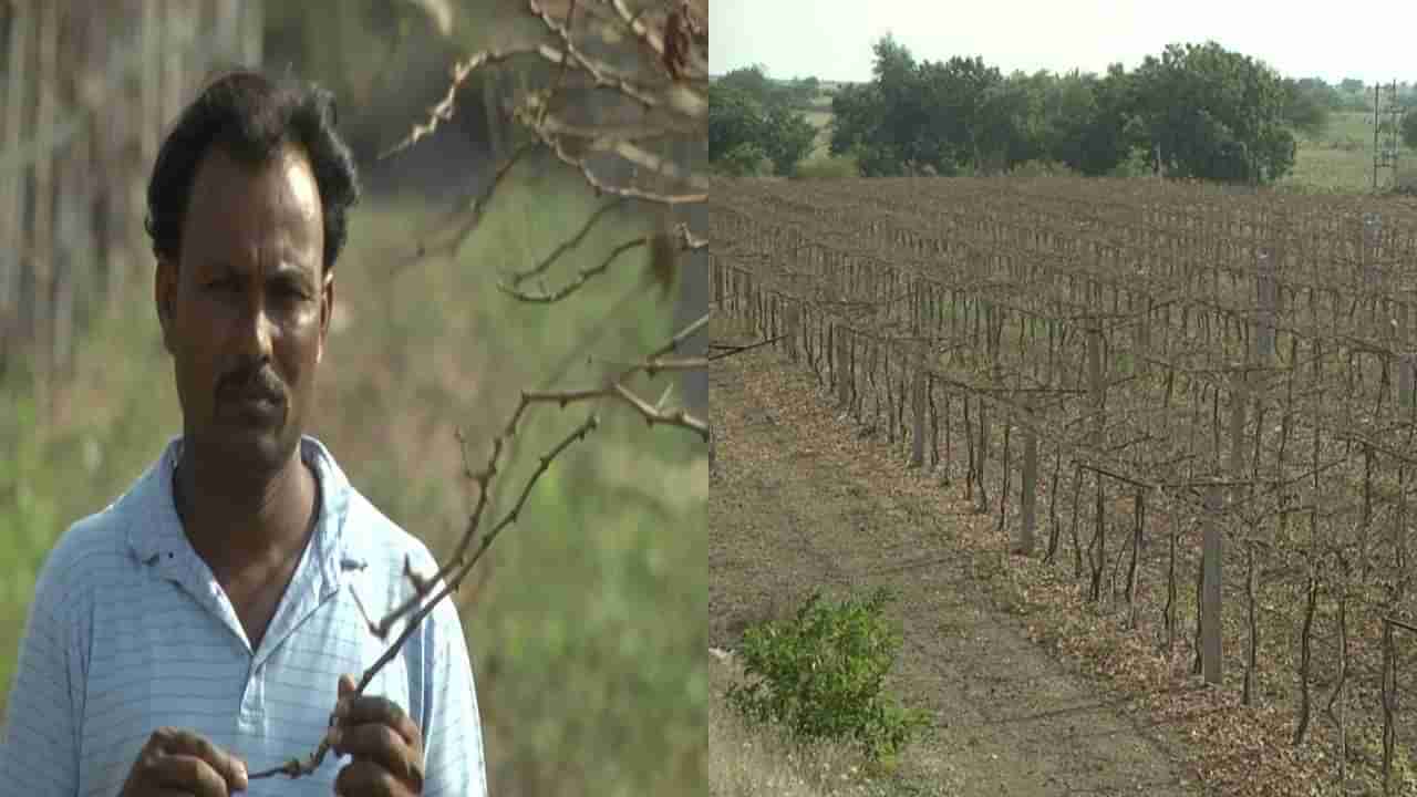 ಮಳೆ ಇಲ್ಲದೆ ಬತ್ತಿದ ಅಂತರ್ಜಲ ಮಟ್ಟ; ಫಸಲು ಬಿಡದೇ ಒಣಗಿದ  ದ್ರಾಕ್ಷಿ ಬೆಳೆ, ರೈತ ಕಂಗಾಲು