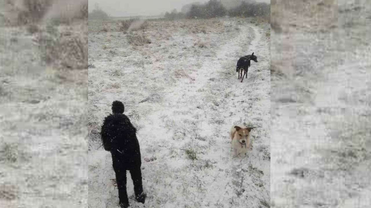 Viral Optical Illusion Find another dog in the image