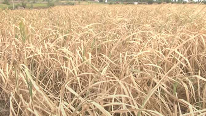 ಬೆಳಗಾವಿ: ಭೀಕರ ಬರ ಇದ್ದರೂ ಶಾಸಕರ ನಿರ್ಲಕ್ಷ್ಯ: ರೈತರು ಆಕ್ರೋಶ