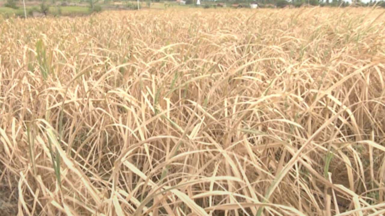 ಬೆಳಗಾವಿ: ಭೀಕರ ಬರ ಇದ್ದರೂ ಶಾಸಕರ ನಿರ್ಲಕ್ಷ್ಯ: ರೈತರು ಆಕ್ರೋಶ ಬೆಳಗಾವಿ: ಭೀಕರ ಬರ ಇದ್ದರೂ ಶಾಸಕರ ನಿರ್ಲಕ್ಷ್ಯ: ರೈತರು ಆಕ್ರೋಶ