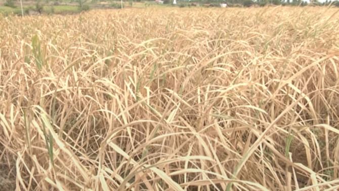 ಬೆಳಗಾವಿ: ಭೀಕರ ಬರ ಇದ್ದರೂ ಶಾಸಕರ ನಿರ್ಲಕ್ಷ್ಯ: ರೈತರು ಆಕ್ರೋಶ ಬೆಳಗಾವಿ: ಭೀಕರ ಬರ ಇದ್ದರೂ ಶಾಸಕರ ನಿರ್ಲಕ್ಷ್ಯ: ರೈತರು ಆಕ್ರೋಶ