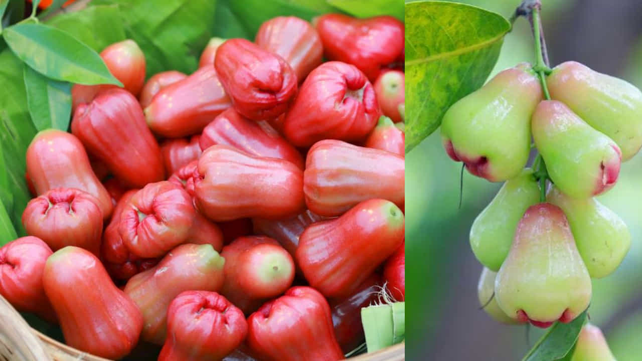 ಗುಲಾಬಿ ಸೇಬು: ಈ ಸಮಸ್ಯೆಗಳಿಂದ ಮುಕ್ತಿ ಪಡೆಯಲು ವಾರಕ್ಕೊಮ್ಮೆಯಾದರೂ ನೀರು ಸೇಬು ತಿನ್ನಲೇಬೇಕು ಗುಲಾಬಿ ಸೇಬು: ಈ ಸಮಸ್ಯೆಗಳಿಂದ ಮುಕ್ತಿ ಪಡೆಯಲು ವಾರಕ್ಕೊಮ್ಮೆಯಾದರೂ ನೀರು ಸೇಬು ತಿನ್ನಲೇಬೇಕು