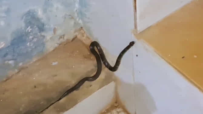 ಕಾರವಾರ ನಗರದಲ್ಲಿ ಅಪರೂಪದ ತೋಳ ಹಾವು ರಕ್ಷಣೆ!