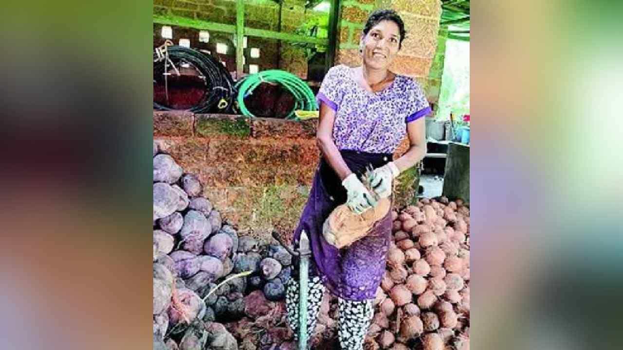 ಮಂಗಳೂರು: ಅರ್ಧ ದಿನದಲ್ಲಿ 1 ಸಾವಿರ ತೆಂಗಿನಕಾಯಿ ಸುಲಿಯುವ ಎರಡು ಮಕ್ಕಳ ತಾಯಿ ಮಂಗಳೂರು: ಅರ್ಧ ದಿನದಲ್ಲಿ 1 ಸಾವಿರ ತೆಂಗಿನಕಾಯಿ ಸುಲಿಯುವ ಎರಡು ಮಕ್ಕಳ ತಾಯಿ