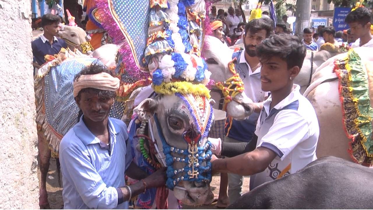  ಅಖಾಡ ಪ್ರವೇಶ ಮಾಡುತ್ತಿದ್ದಂತೆ ಹೋರಿಗಳು, ಯಾರ ಕೈಗೂ ಸಿಗದಂತೆ ಧೂಳೆಬ್ಬಿಸಿಕೊಂಡು ಶರವೇಗದ ಓಟ ಓಡಿ ಗೆಲುವಿನ ದಡ ಮುಟ್ಟುತ್ತಿದ್ದವು.