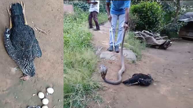 ಮೊಟ್ಟೆಗಳ ತಿಂದು ಕೋಳಿಯ ಕೊಂದಿದ್ದ ನಾಗರ ಹಾವು ಸೆರೆ ಸಿಕ್ಕಿತು 