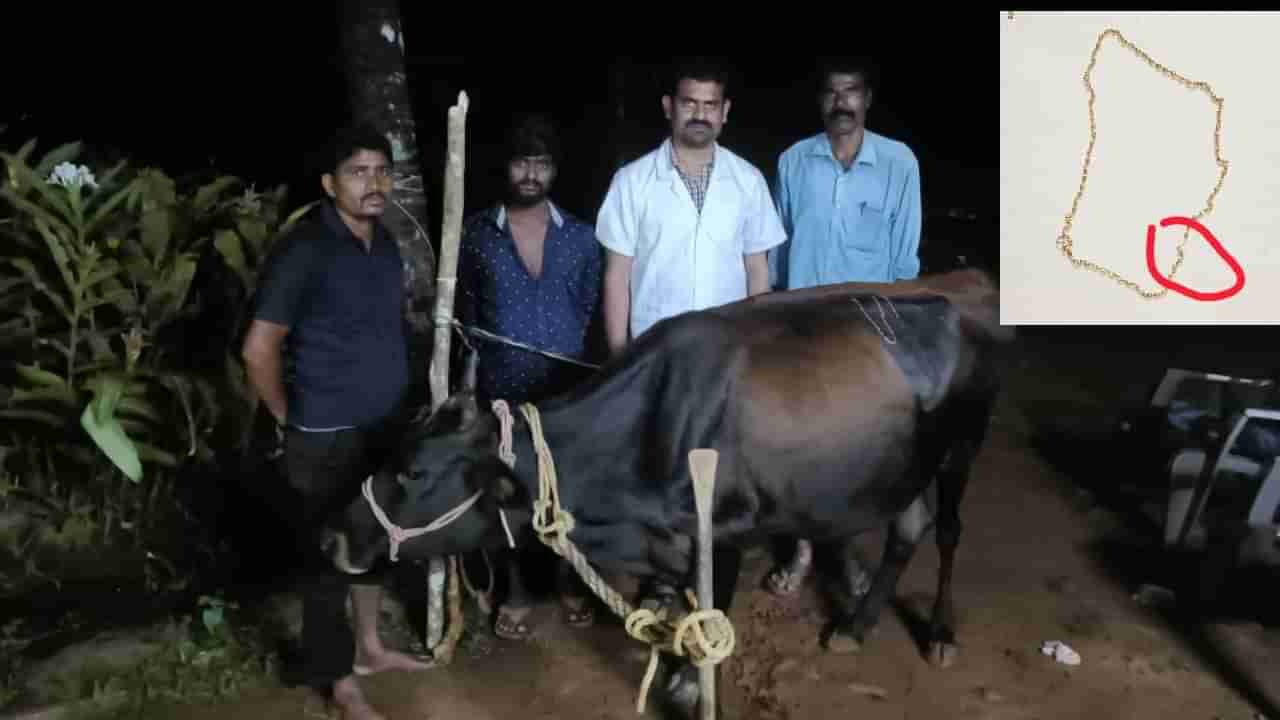 ಗೋಪೂಜೆ ವೇಳೆ ಪೂಜೆಗಿಟ್ಟಿದ್ದ ಬಂಗಾರದ ಸರ ನುಂಗಿದ ಹಸು! ಮುಂದೇನಾಯ್ತು?