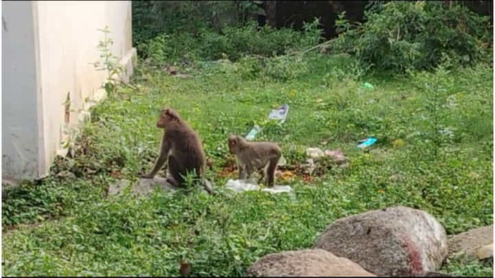 ಚಾಮುಂಡೇಶ್ವರಿ ತಪ್ಪಲಿನಲ್ಲಿ ಮೃತ ಕೋತಿ ಮರಿ ಅಂತ್ಯಕ್ರಿಯೆ ಮಾಡಿ ಮಾನವೀಯತೆ ಚಾಮುಂಡೇಶ್ವರಿ ತಪ್ಪಲಿನಲ್ಲಿ ಮೃತ ಕೋತಿ ಮರಿ ಅಂತ್ಯಕ್ರಿಯೆ ಮಾಡಿ ಮಾನವೀಯತೆ