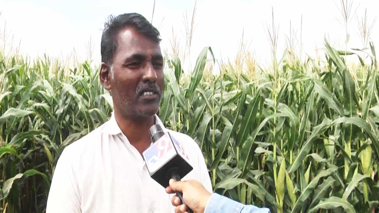 ಬರದಿಂದ ಅಕ್ಕಪಕ್ಕದ ಬೆಳೆ ನಾಶ; ಆ ರೈತನ ಹೊಲದಲ್ಲಿನ ಮೆಕ್ಕೆಜೋಳ ಮಾತ್ರ ಹಚ್ಚ ಹಸಿರು, ಹೇಗೆ ಅಂತೀರಾ? ಬರದಿಂದ ಅಕ್ಕಪಕ್ಕದ ಬೆಳೆ ನಾಶ; ಆ ರೈತನ ಹೊಲದಲ್ಲಿನ ಮೆಕ್ಕೆಜೋಳ ಮಾತ್ರ ಹಚ್ಚ ಹಸಿರು, ಹೇಗೆ ಅಂತೀರಾ?