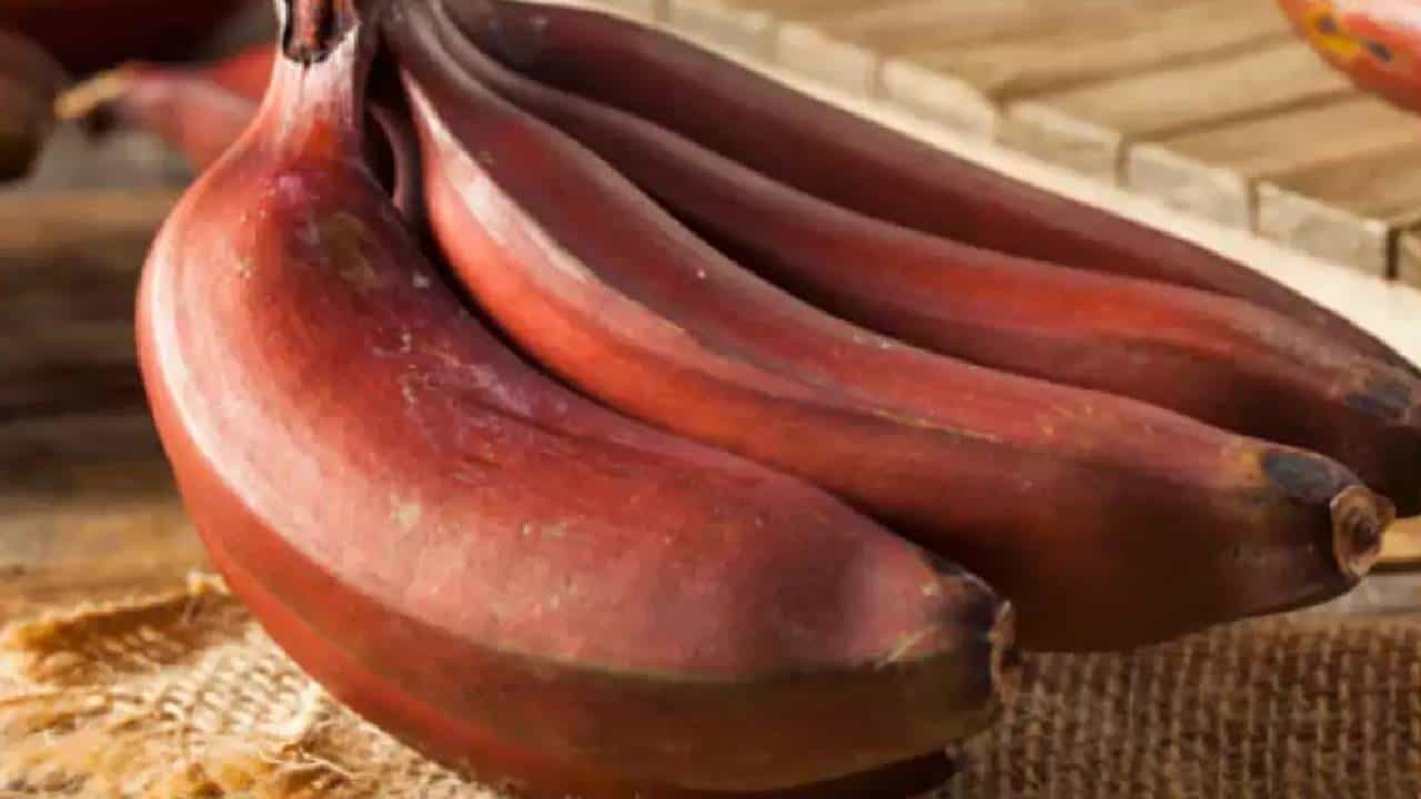 Red Banana: ಸಂತಾನಹೀನತೆ ಬಗ್ಗೆ ಚಿಂತೆ ಬೇಡ; ದಿನಕ್ಕೊಂದು ಕೆಂಪು ಬಾಳೆಹಣ್ಣು ತಿನ್ನಿ Red Banana: ಸಂತಾನಹೀನತೆ ಬಗ್ಗೆ ಚಿಂತೆ ಬೇಡ; ದಿನಕ್ಕೊಂದು ಕೆಂಪು ಬಾಳೆಹಣ್ಣು ತಿನ್ನಿ