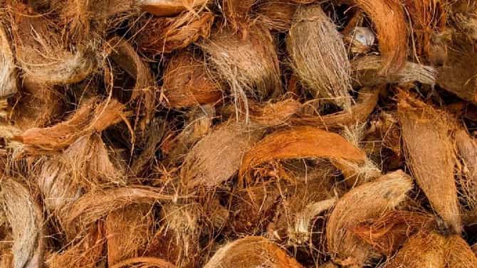 ತೆಂಗಿನ ಕಾಯಿಯ ನಾರಿನ ಪ್ರಯೋಜನಗಳು