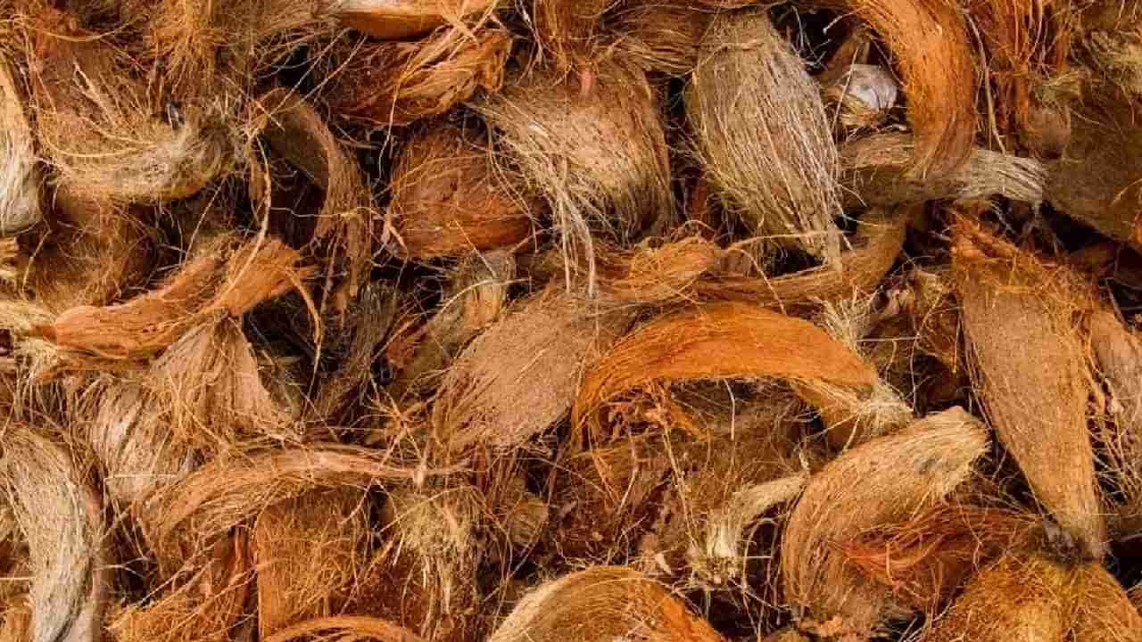 Coconut Fiber: ಬಿಳಿ ಕೂದಲ ಸಮಸ್ಯೆಗೆ ತೆಂಗಿನ ಕಾಯಿಯ ನಾರು ಉತ್ತಮ ಔಷಧಿ; ಹೇಗೆ ಗೊತ್ತಾ?