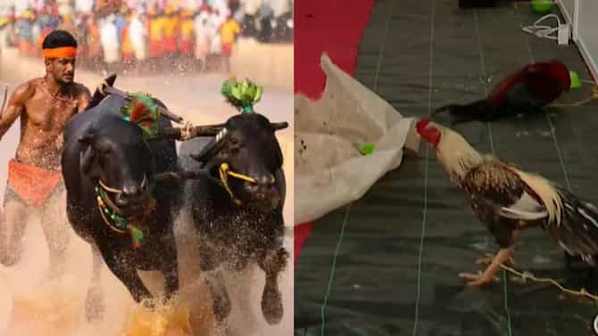 ಬೆಂಗಳೂರು ಕಂಬಳ: ಅಂಕದ ಕೋಳಿಗಳ ಲಕ್ಕಿ ಡ್ರಾ, ಯಾರಿಗುಂಟು.. ಯಾರಿಗಿಲ್ಲ..
