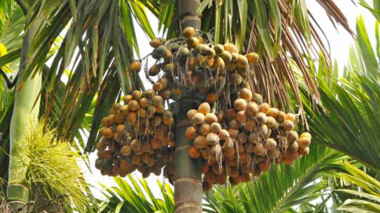 Arecanut Price 18 Nov: ರಾಜ್ಯದ ಪ್ರಮುಖ ಮಾರುಕಟ್ಟೆಯಲ್ಲಿ ಇಂದಿನ ಅಡಿಕೆ ಧಾರಣೆ ಮತ್ತು ಕೋಕೋ ದರ