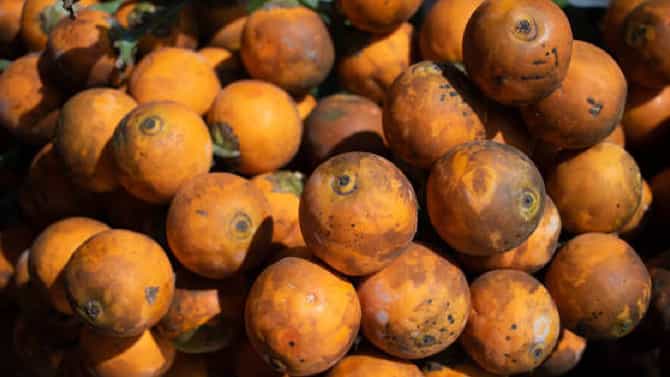 Arecanut Price 23 Nov: ಇಂದಿನ ಅಡಿಕೆ ಮತ್ತು ಕೋಕೋ ದರ ಹೀಗಿದೆ